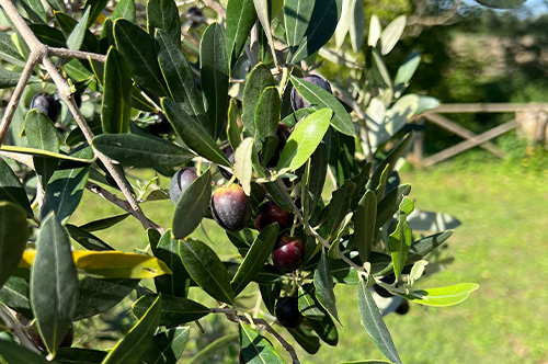 Olivenernte Toskana MAremma - Urlaub auf St. Anna